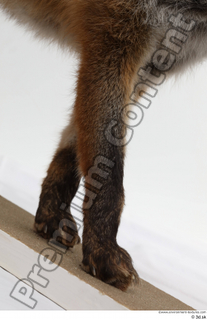 Red fox leg 0009.jpg